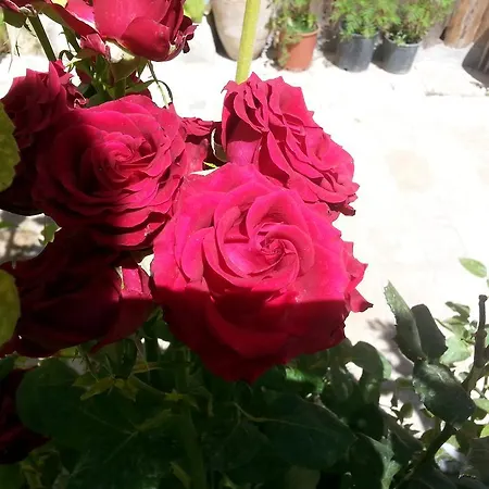 Guest house International Goreme